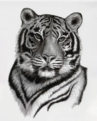 Фотообои Белый тигр в профиль артикул Anm-184 купить в Оренбург|;|9 |  интернет-магазин ArtFresco