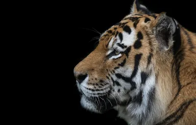 Фотообои Тигр в профиль на тёмном фоне артикул Anm-116 купить в  Оренбург|;|9 | интернет-магазин ArtFresco