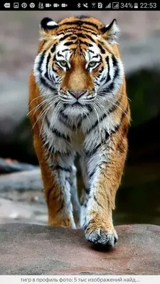 Чехол декоративный «Тигр профиль с надписью» | Купить в интернет-магазине  МТОК