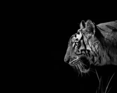 Боковой Профиль Женщины Тигрица — стоковые фотографии и другие картинки  Бенгальский тигр - Бенгальский тигр, Большая кошка, Большой - iStock