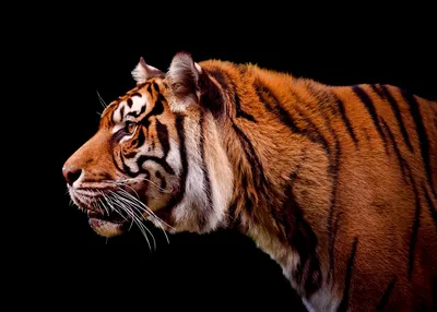 Download wallpaper tiger, profile, striped, section cats in resolution  1024x1024