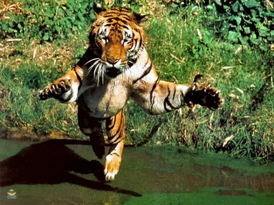 Тигр в прыжке фото 