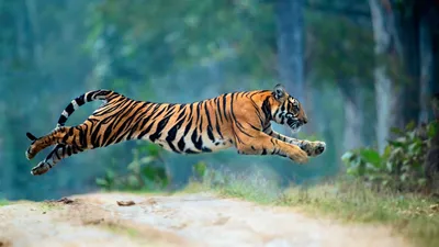 Тигр в прыжке | Пикабу