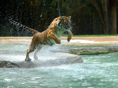 Скачать 1400x1050 тигр, прыжок, вода, хищник обои, картинки стандарт 4:3