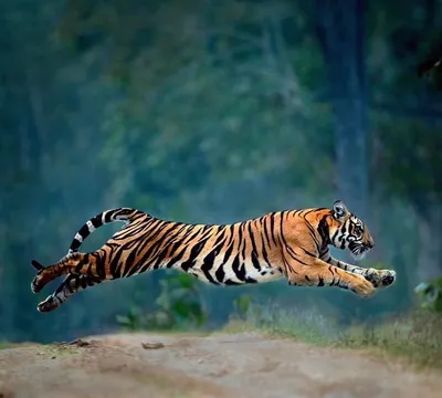 Атакующий Тигр в прыжке в лунном …» — создано в Шедевруме