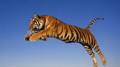 Амурский тигр в прыжке,хоррор, лес…» — создано в Шедевруме