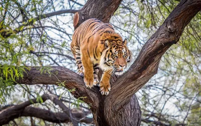 Тигр в прыжке, высоко в воздухе, …» — создано в Шедевруме