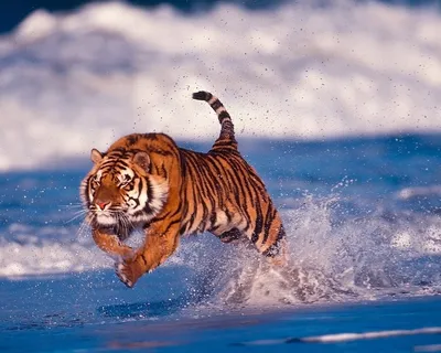 Раскраски Раскраска Тигр в прыжке , Раскраски .
