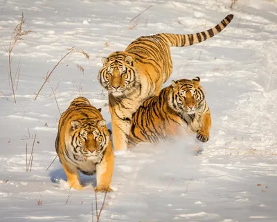 Водяной тигр обои - 67 фото