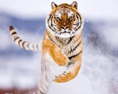 тигр в прыжке: 19 тыс изображений найдено в Яндекс.Картинках | Bengal tiger  picture, Tiger pictures, Tiger wallpaper