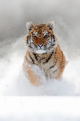 Купить фотообои Животные «Тигр в прыжке» | PINEGIN