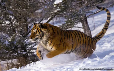 Тигр в прыжке золотое руно (ID#177776181), цена: 36 ₴, купить на Prom.ua