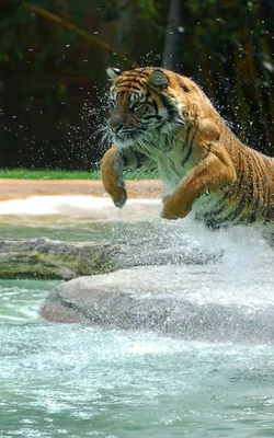 тигр в прыжке: 19 тыс изображений найдено в Яндекс.Картинках | Animals  wild, Large animals, Wild cats