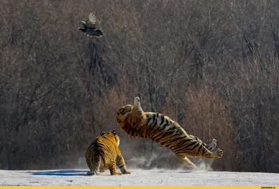 Фото Прыжок тигра