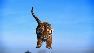 Тигр в прыжке гиперреалистичное фото…» — создано в Шедевруме