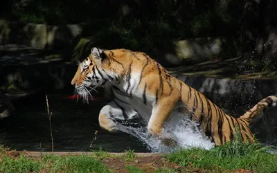 Онлайн пазл «Прыжок тигра»