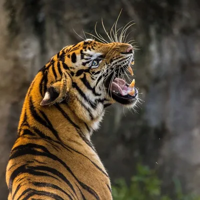 Быстрое и быстрое бегство охотника. Молодой тигр ловко прыгает на G  стоковое фото ©semenov80 315379936