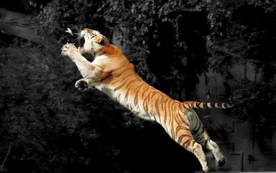 Картинки тигр, в прыжке, ловит птицу, большая кошка - обои 1920x1200,  картинка №132345