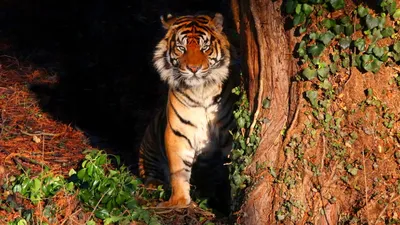 Тигр В Прыжке Утром Тигр Профилирования В Агрессивном Движении Сибирский  Тигр Пантера Тигр Алтайка — стоковые фотографии и другие картинки Тигр -  iStock