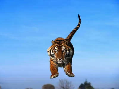 Скачать 1400x1050 тигр в прыжке, голубое небо, тигр, хищник обои, картинки  стандарт 4:3