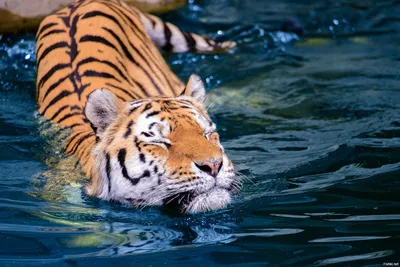 Тигр в воде стоковое фото. изображение насчитывающей сторона - 48394554