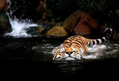 Гиперреалистичный тигр в воде» — создано в Шедевруме
