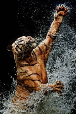 Онлайн пазл «Тигр у воды»