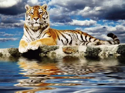 Тигр в воде стоковое изображение. изображение насчитывающей пантера -  37628119