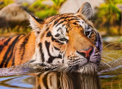 Фотообои Тигр в воде артикул Anm-126 купить в Оренбург|;|9 |  интернет-магазин ArtFresco
