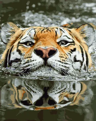 Картина Тигр в воде. Размеры: 60x60, Год: 2023, Цена: 35000 рублей Художник  Алексеева Зоя Александровна