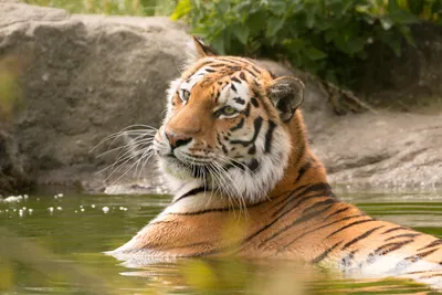 Изображение красивого тигра в воде стоковое фото ©erllre 66137371