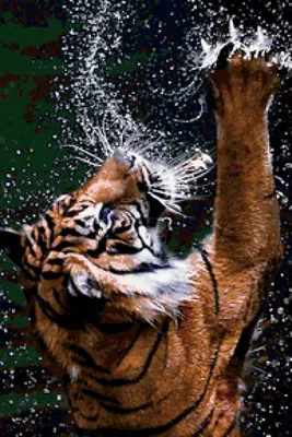 Картинки тигр, фото, под водой, кошка, хищник - обои 1920x1080, картинка  №211763