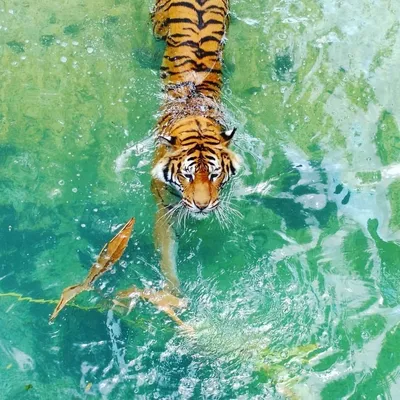 Фото тигр Большие кошки Пьет воду Двое Вода Камень Животные