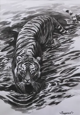 Тигр охотится в воде - онлайн-пазл