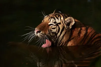 Тигр в воде яркий» — создано в Шедевруме