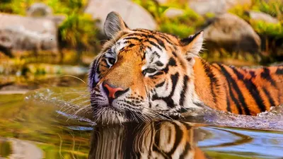 Картина по номерам Strateg ПРЕМИУМ Тигр в воде с лаком размером 40х...