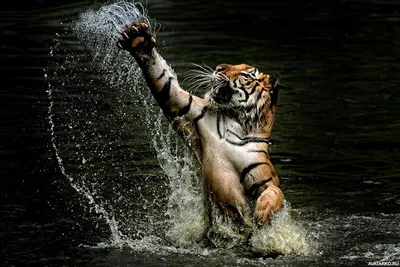 Лицо азиатского тигра плавало в воде озера. | Премиум Фото