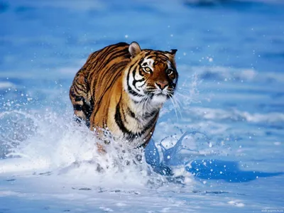 Фотообои Тигр в воде на стену. Купить фотообои Тигр в воде в  интернет-магазине WallArt