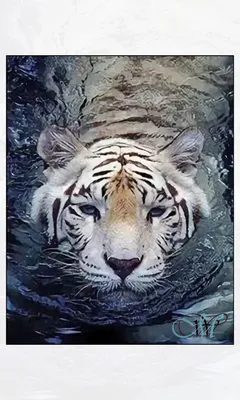 Картинка Тигры Плывет воде животное 600x800