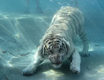 Белый тигр | Пикабу