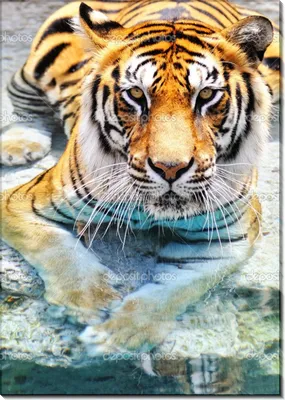 Бег тигра в воде. Обои с животными, картинки, фото 800x600