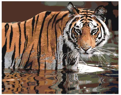 Тигр в атакующей позиции, вокруг него плещется вода. | Премиум Фото