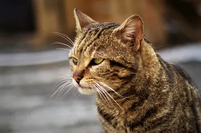 Полосатый тигровый коричневый кот с травмой глаза Stock Photo | Adobe Stock