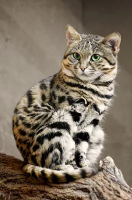 Милый молодой черно-белый тигровый кот с голубыми глазами, стоящими на  задних лапах и смотрящими вверх Стоковое Фото - изображение насчитывающей  отечественно, изолировано: 161165080