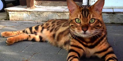 Кот тигровой окраски - картинки и фото koshka.top