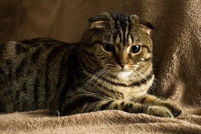 Тигровый кот порода - 71 фото