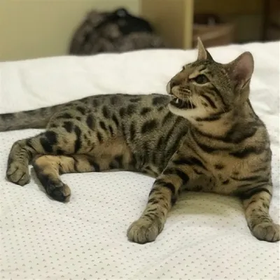 Мини Тигр - свирепый ночной охотник или пятнистая кошка - YouTube