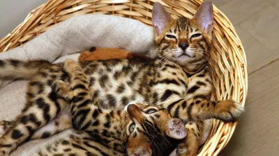 Обложка для одной карточки с принтом Eshemoda “Тигровый кот”, натуральная  кожа - Eshemoda модные сумки и аксессуары