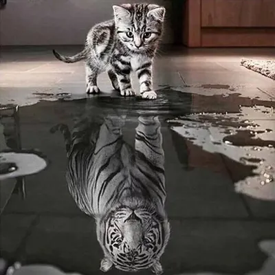 Серый тигровый кот - 50 фото