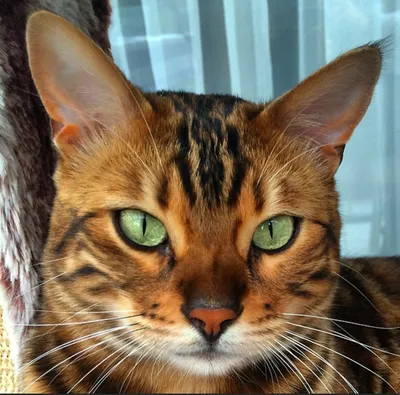 тигровый - Шотландская вислоухая кошка | Facebook